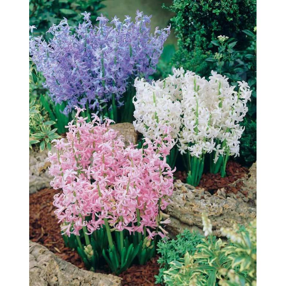 Bulbes De Jacinthes Parfumées - Mélange 15 Bulbes - 3 Couleurs - Vivaces Rustiques Pour Jardin Ou Pot