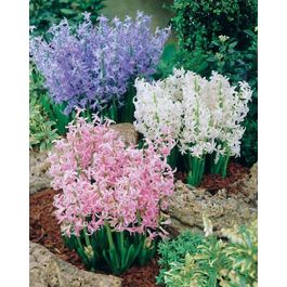 Bulbes De Jacinthes Parfumées - Mélange 15 Bulbes - 3 Couleurs - Vivaces Rustiques Pour Jardin Ou Pot
