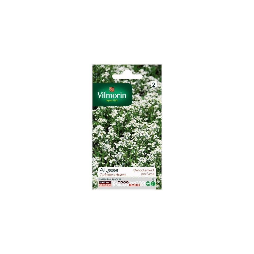 Sachet graines alysse corbeille d'argent