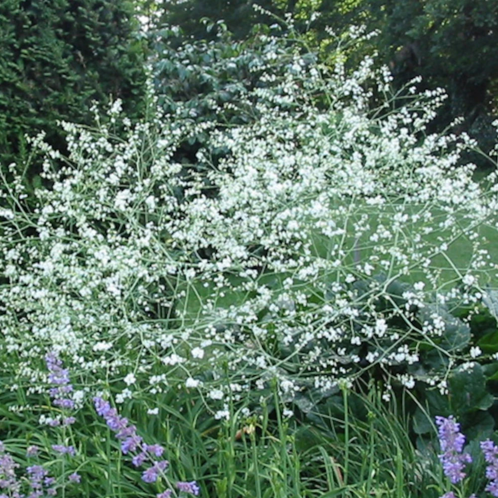 Chou nuage blanc, crambe lot de 3 godets
