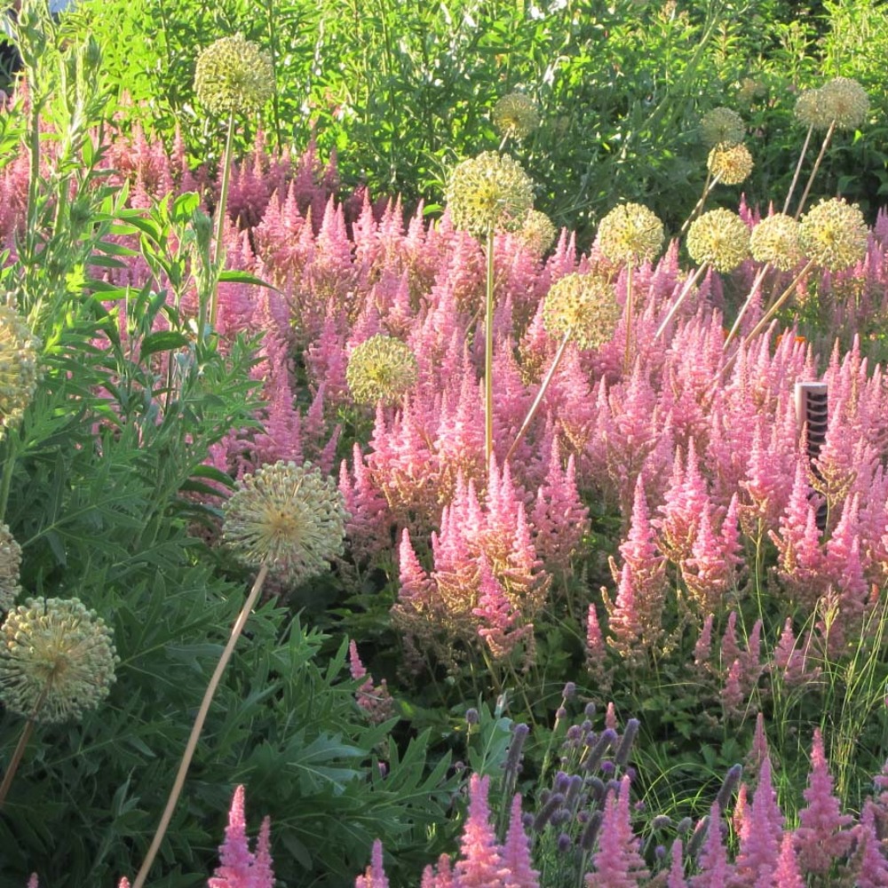 Astilbe 'vision in pink' godet de 8/9 cm