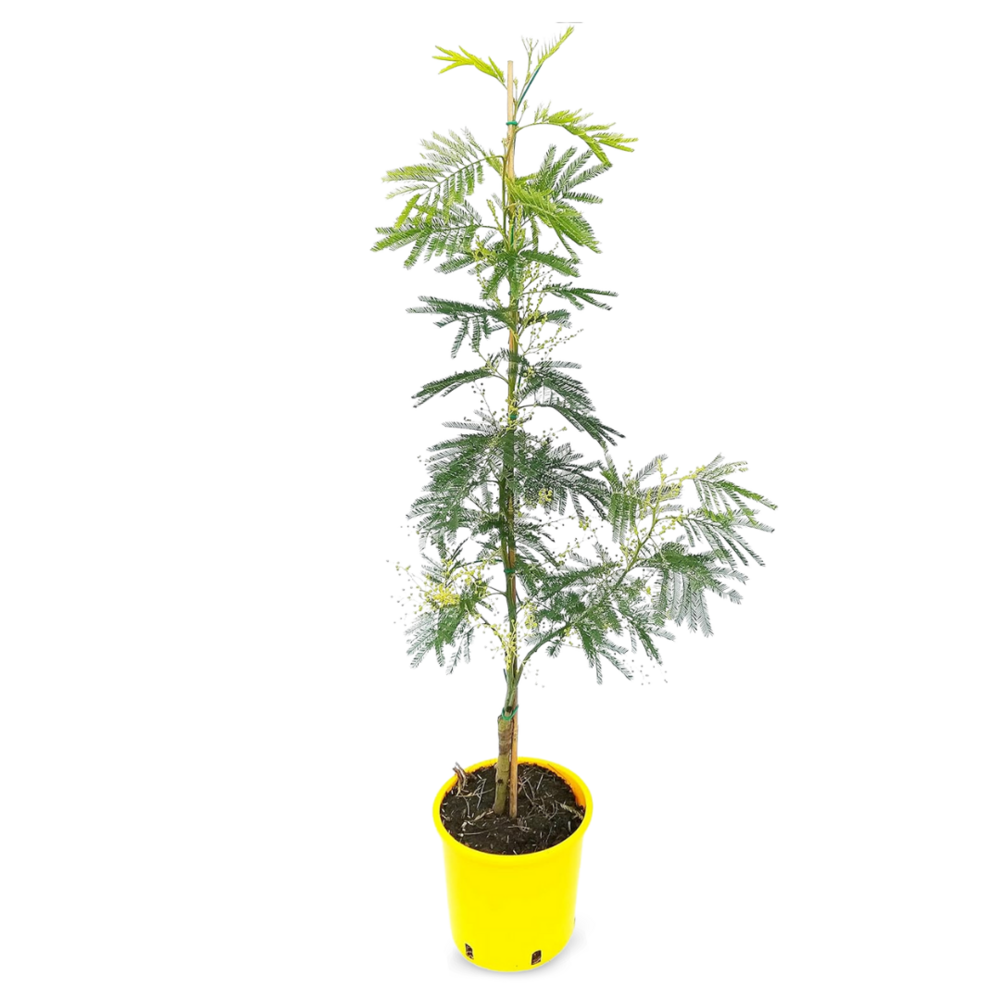 Mimosa gaulois tige - plante fleurie - ↕ 80-90 cm - ⌀ 19 cm - plante d'extérieur
