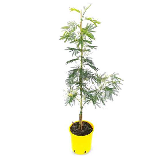 Mimosa gaulois tige - plante fleurie - ↕ 80-90 cm - ⌀ 19 cm - plante d'extérieur