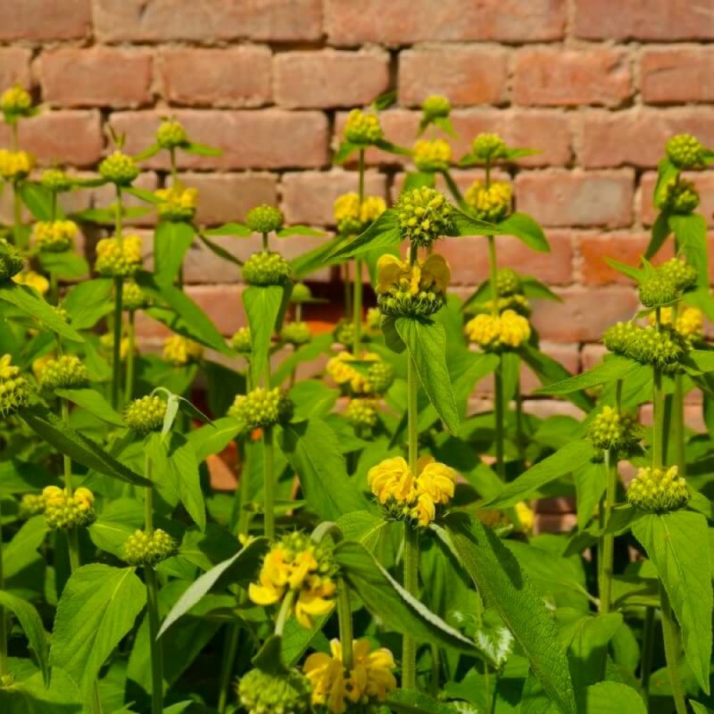 Sauge de jérusalem (phlomis fruticosa)