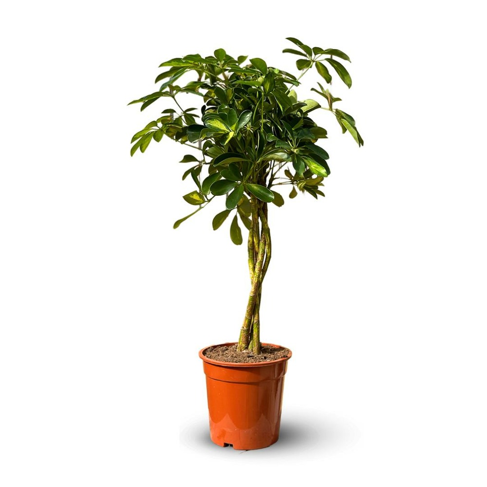 Schefflera gold - capella - ↕ 70-80 cm - ⌀ 19 cm - plante d'intérieur