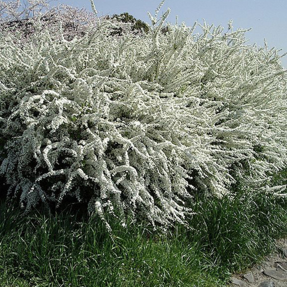 2 x spirée de thunberg - spiraea thunbergii - 40-60 cm pot
