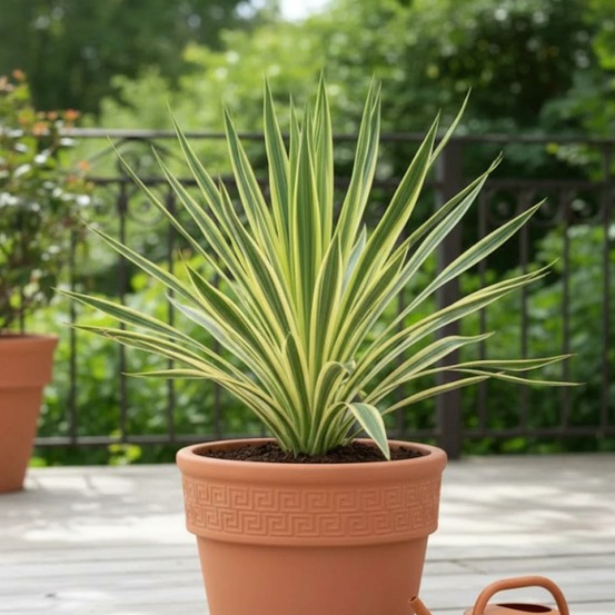Cordyline lime passion® 'alcorlipa' pot de 4l - 40/60 cm
