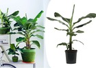 Musa cavendish - plante d'intérieur - pot 21cm - hauteur 90-100cm