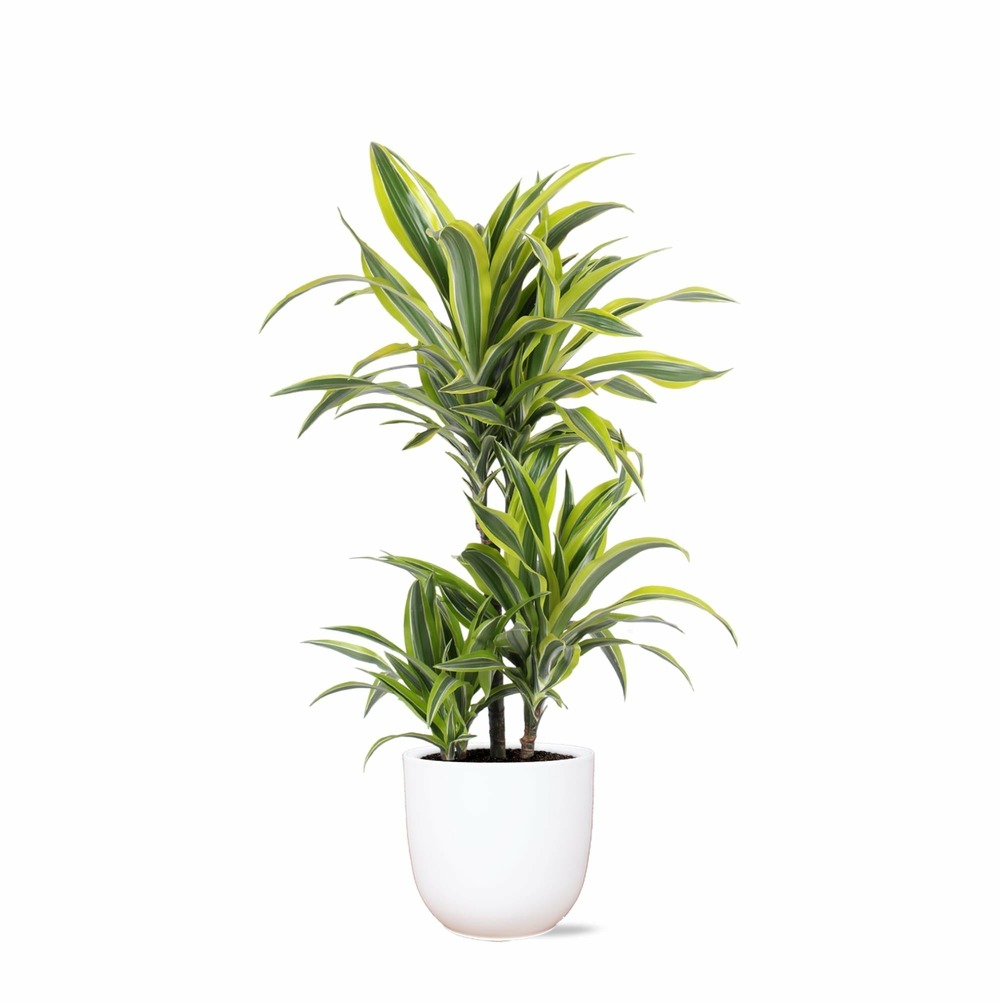 Dracaena lemon lime et son pot blanc - hauteur 65cm