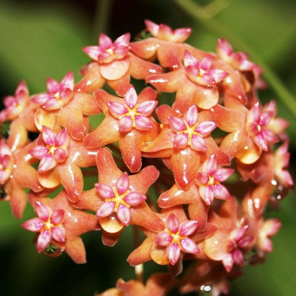 Hoya fitchii - pot de 6cm
