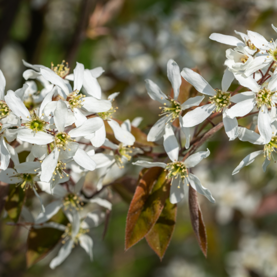 Amélanchier de lamarck - amelanchier lamarckii 50cm pot 3l