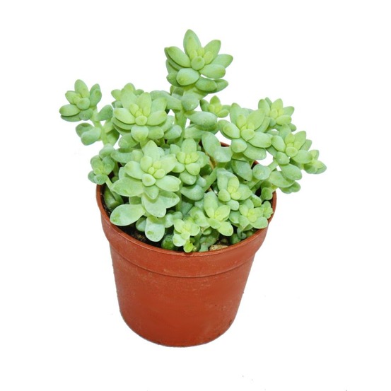 Sedum morganianum burritum - balançoire singe - pot de 5,5 cm
