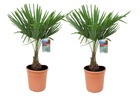 Trachycarpus fortunei - palmier exterieur - set de 2 - pot 21cm - hauteur 65-75cm