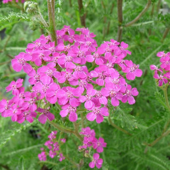 6 x achillée 'lilac beauty' - achillea millefolium 'lilac beauty' - godet 9cm x 9cm