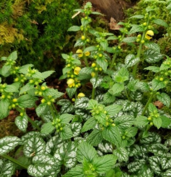 Ortie jaune 'kirkudbright dwarf' godet de 8/9 cm