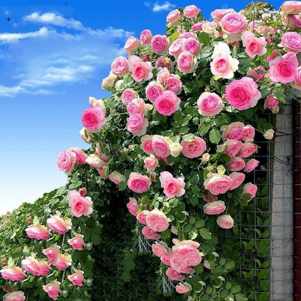 Graines de rosier grimpant rose (100 comprimés)