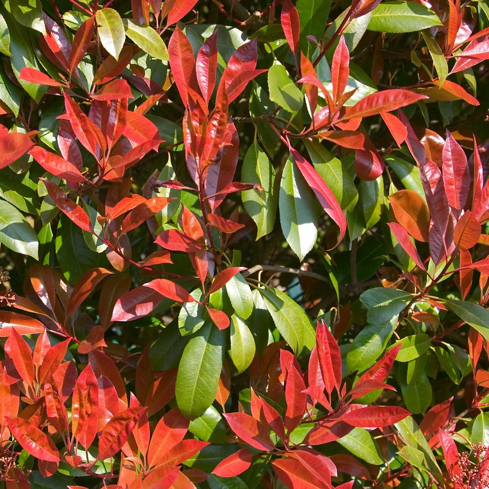 Photinia fraseri carré rouge - le pot / ø 9cm / hauteur livrée 10-20cm