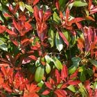 Photinia fraseri carré rouge, le pot / ø 11cm / hauteur livrée 10-20cm