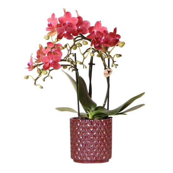 Kolibri orchids orchidée phalaenopsis rouge congo + pot pearl rouge - taille du pot 9cm