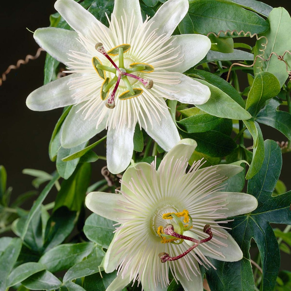 Passiflora 'constance elliott' - fleur de la passion - blanche - 50-70 cm de haut - pot 15 cm