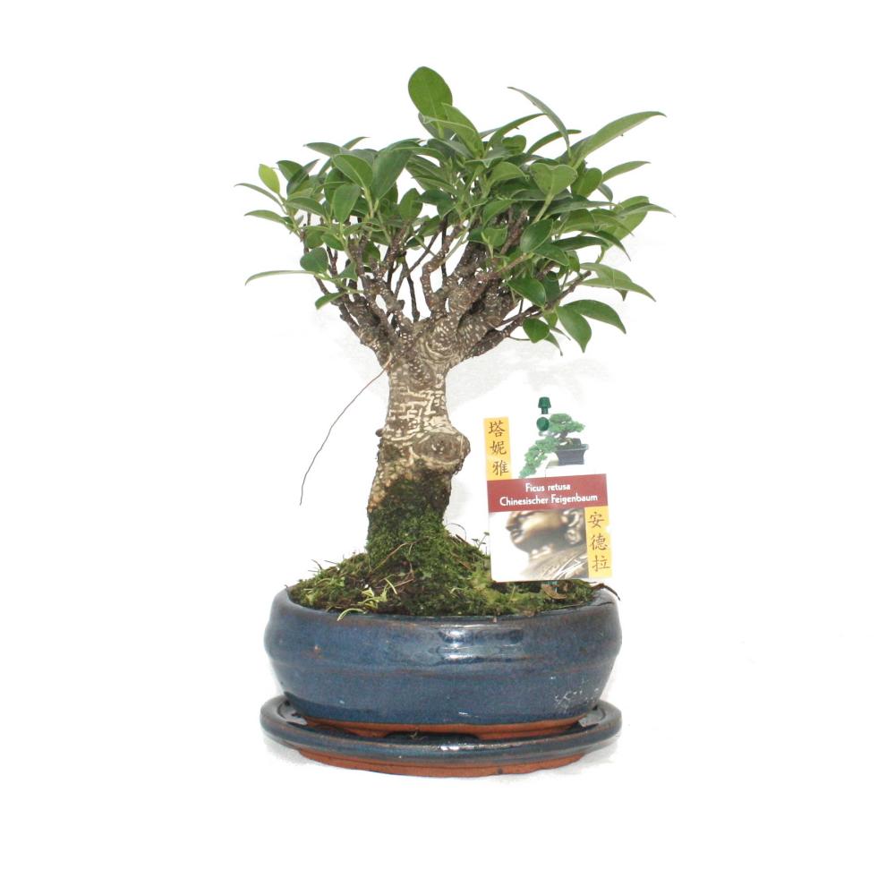Figuier chinois bonsaï - ficus retusa - ca. 6 ans - forme sphérique