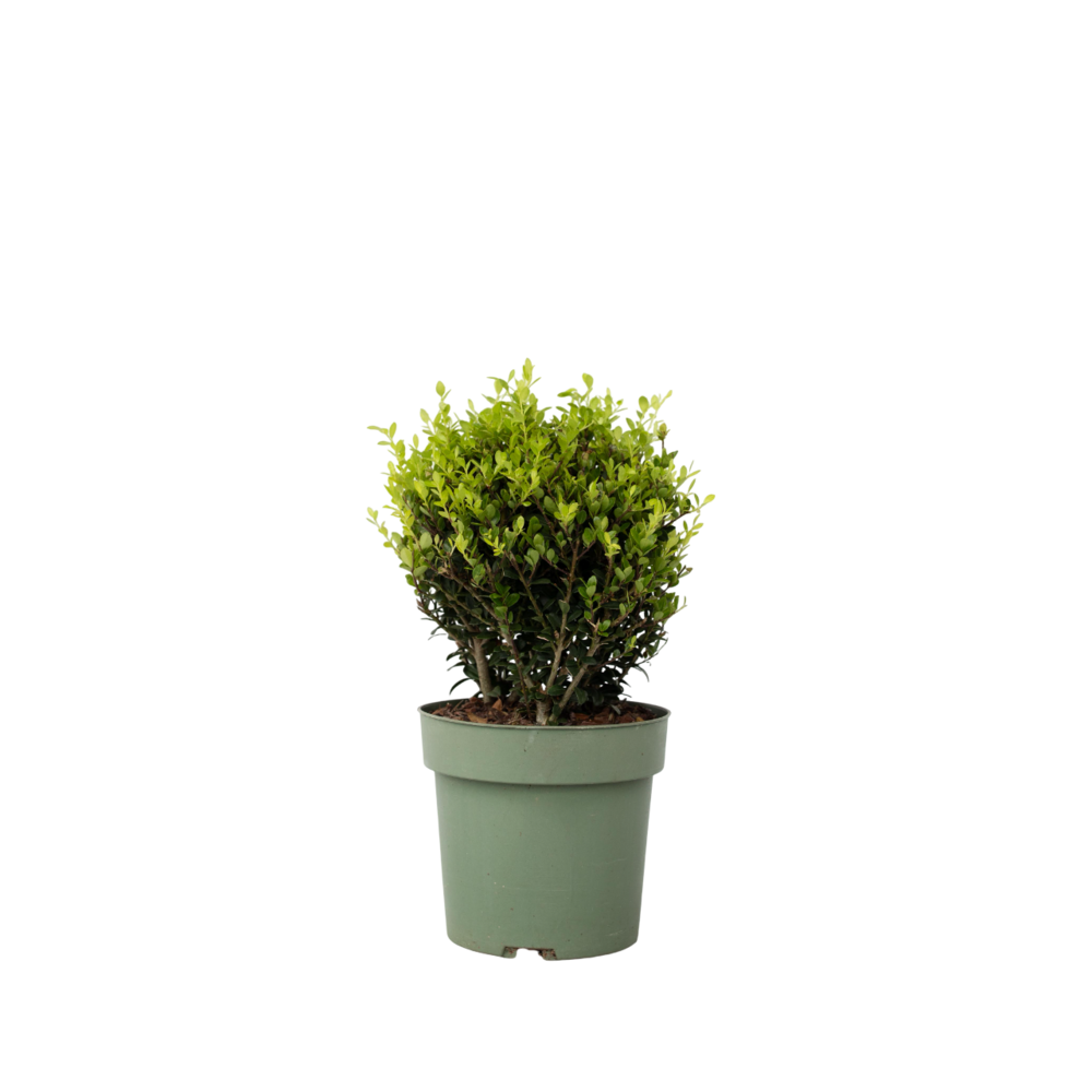 Houx crenelé - ilex crenata 'jenny' - hauteur 30-40cm - ⌀17cm