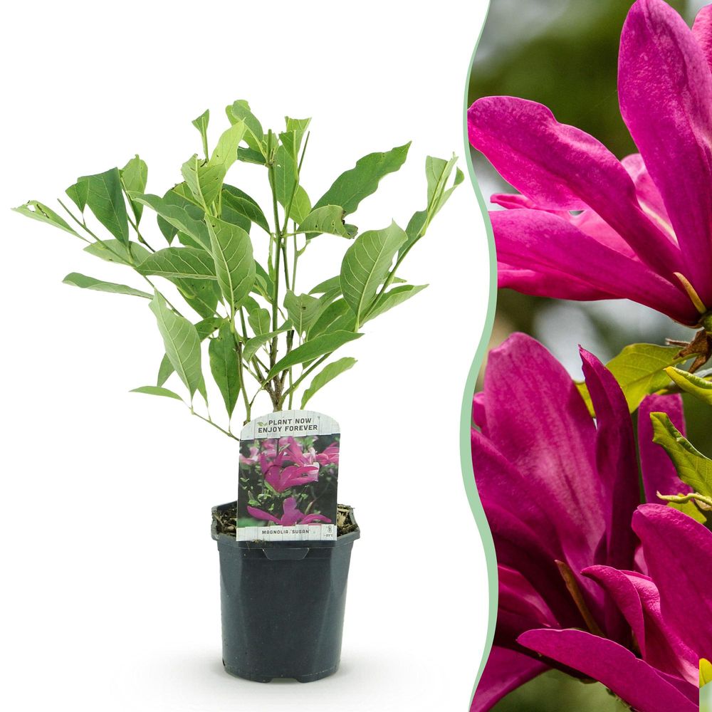 Magnolia 'susan' - pot 17 cm - hauteur 45 cm