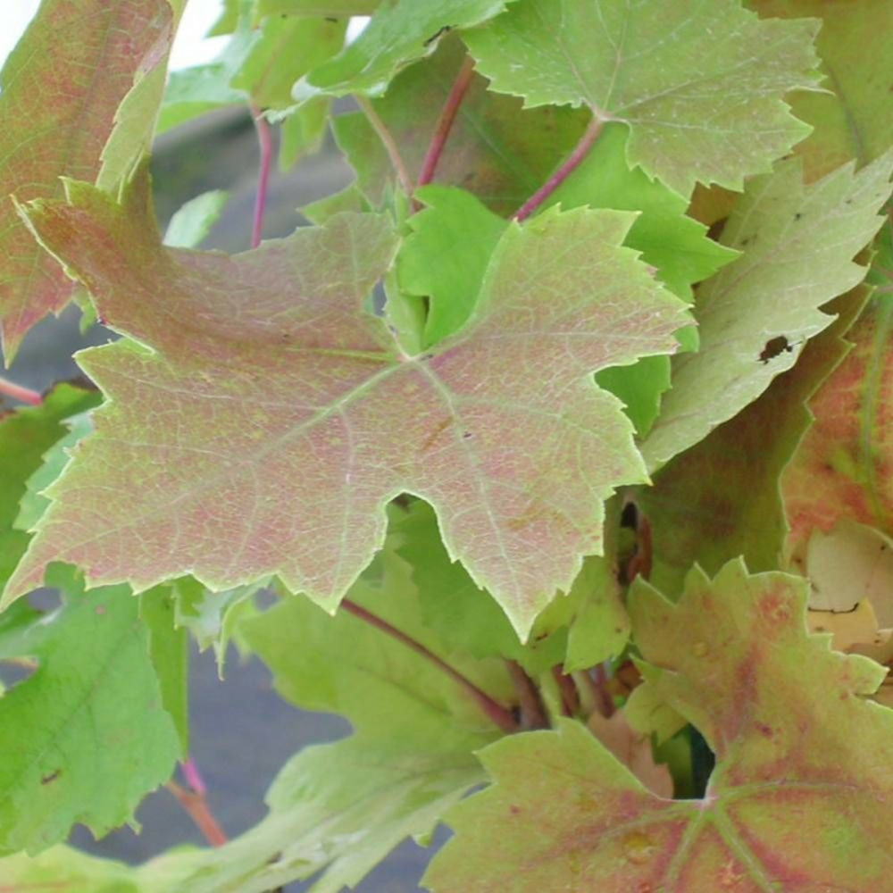 Vigne d'ornement brandt godet - 5/10 cm