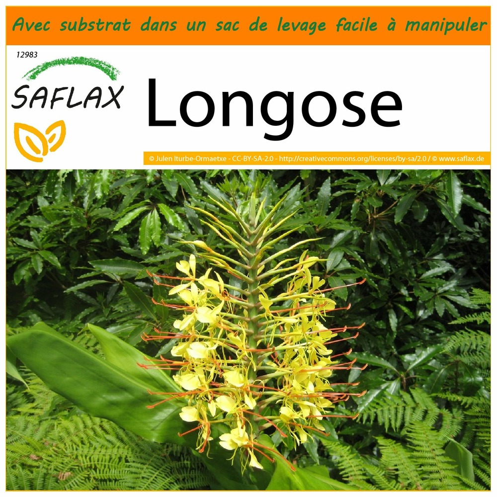 Garden in the bag - longose - 10 graines - hedychum gardnerianum
