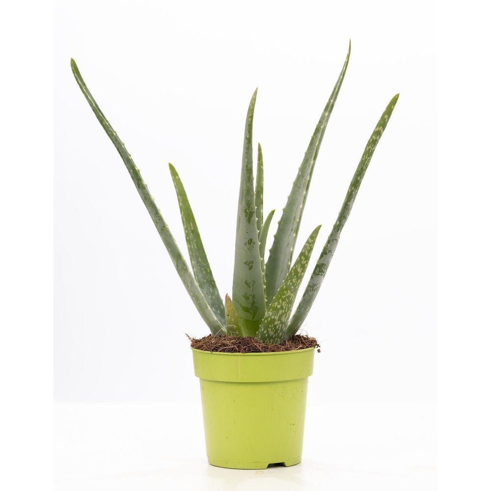 Aloe vera p&pure collection - ø12cm - ↕40cm - plantes d'intérieur
