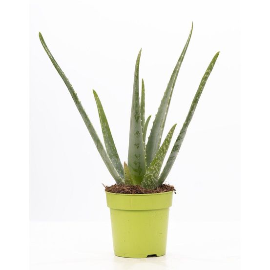 Aloe vera p&pure collection - ø12cm - ↕40cm - plantes d'intérieur