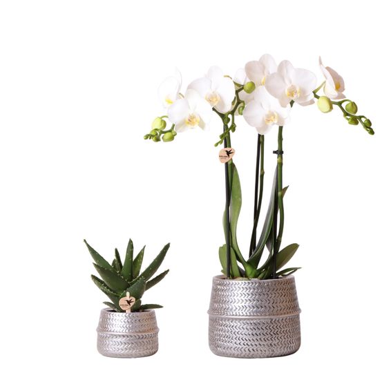Orchidée phalaenopsis blanche (phalaenopsis amabilis) - set avec succulente et cache-pots argentés - pot de 9c - plantes d'intérieur