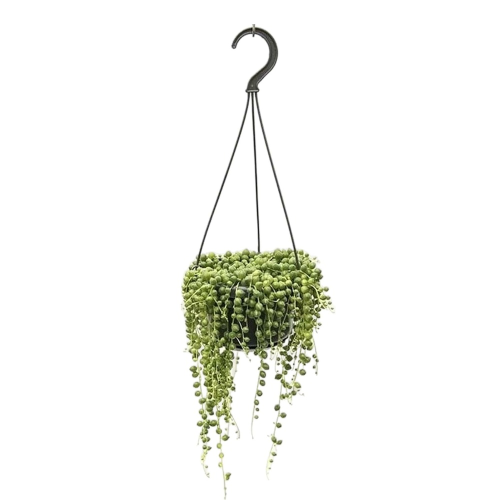 Senecio rowleyanus suspendus - cordon de perles - ↕ 25-30 cm - ⌀ 14 cm - plante d'intérieur