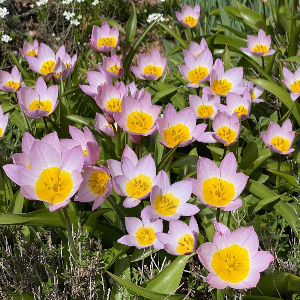 Tulipe botanique 'bakeri lilac wonder' bulbe calibre 6+ (par 10)