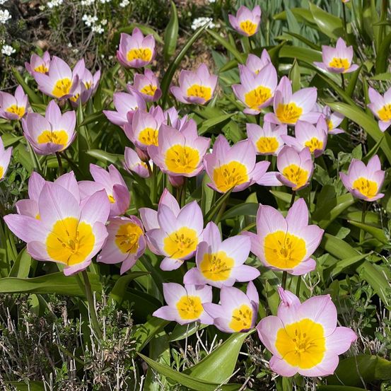 Tulipe botanique 'bakeri lilac wonder' bulbe calibre 6+ (par 10)