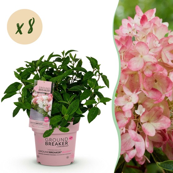 Hortensia groundbreaker blush - lot de 8 - pot 14 cm - hauteur 20-25 cm