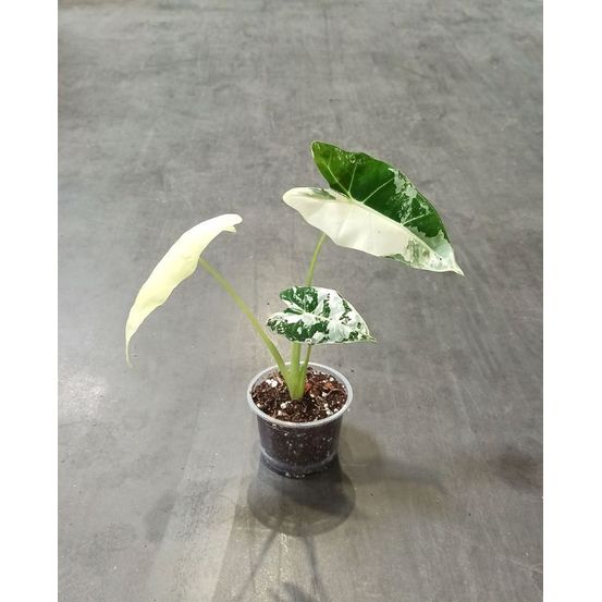 Alocasia micholitziana frydek variegata small d. 9cm h. 15cm - plante d'intérieur