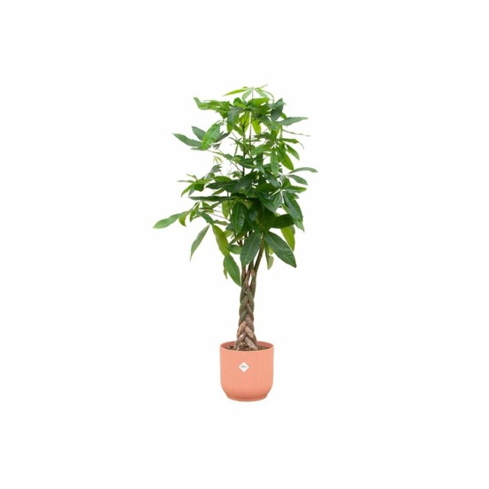 Pachira aquatica et son pot rose - hauteur 160cm