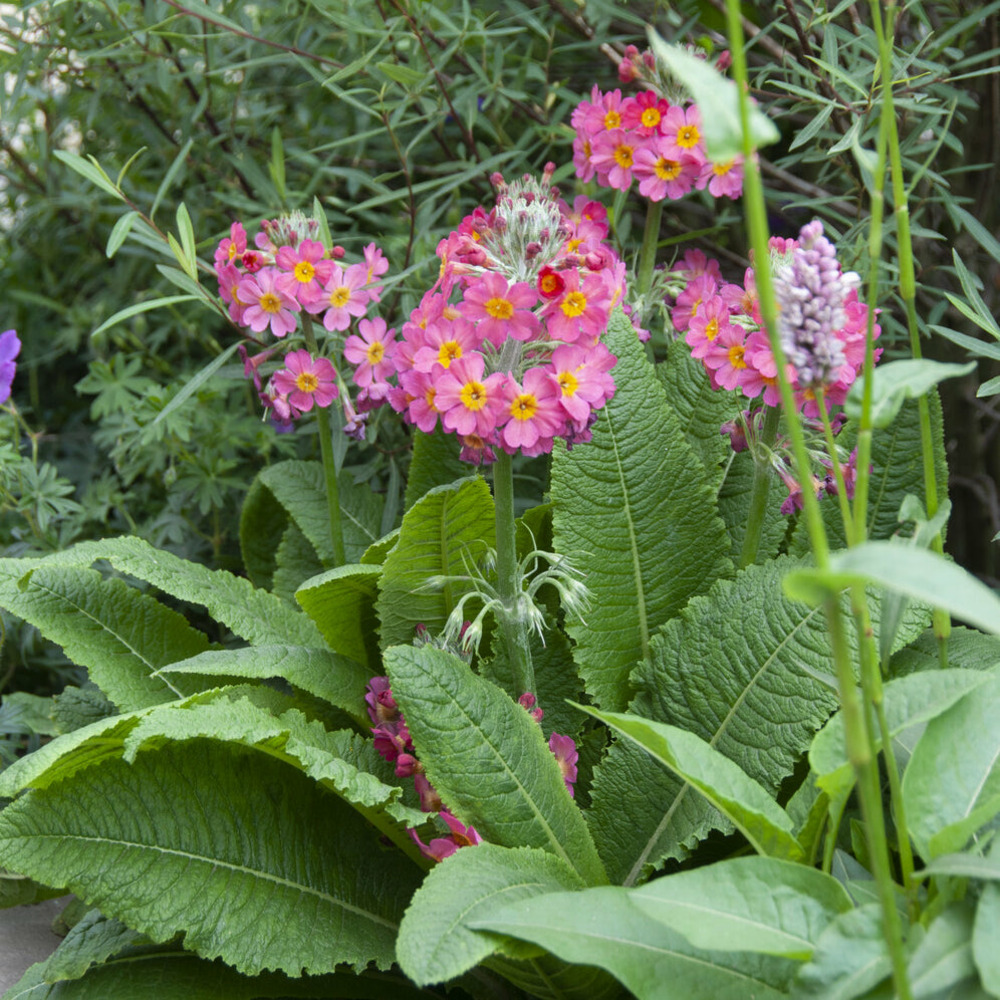 Primevère rose - le pot / ø 9cm