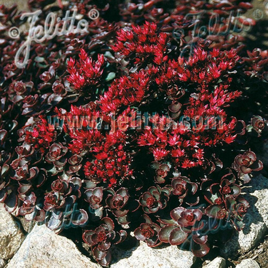 Orpin woodoo, sedum lot de 5 godets