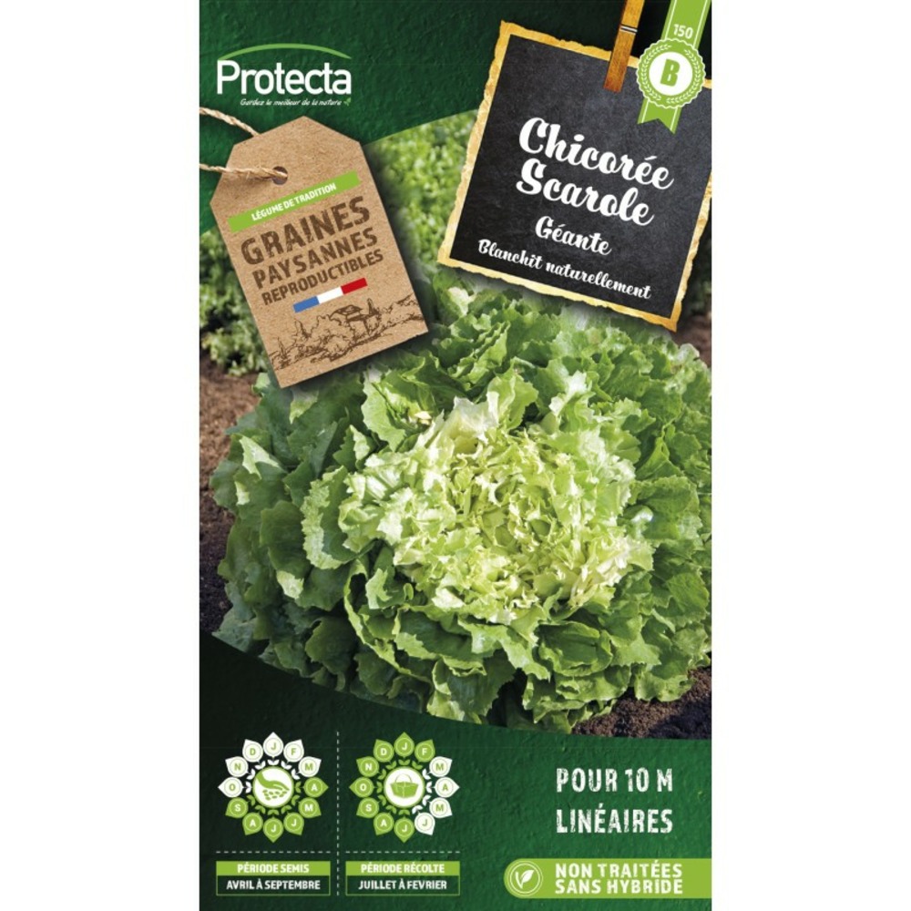 Graines paysannes - chicorée scarole géante maraichère