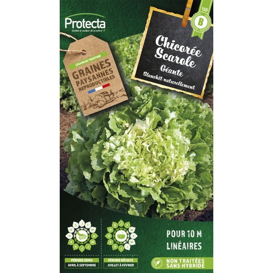 Graines paysannes - chicorée scarole géante maraichère