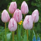 5 tulipes longues tiges roses - 12 - willemse, le sachet de 5 bulbes / circonférence 11-12cm