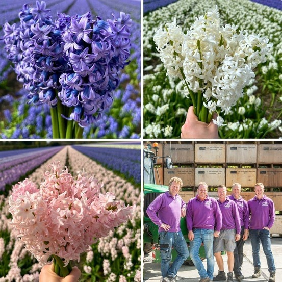 Hyacinte - 30 bulbes pour 1 m² de fleurs majestueuses