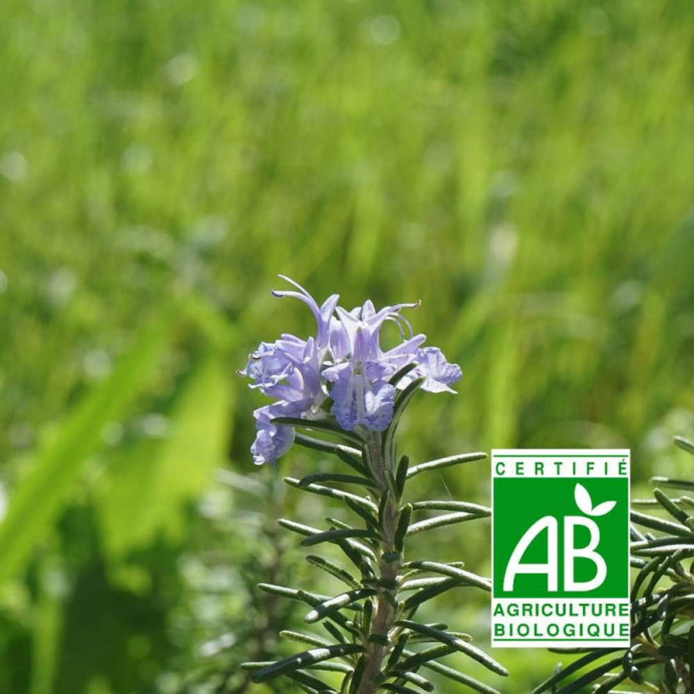 Romarin lavande - sans traitement godet - 5/20 cm
