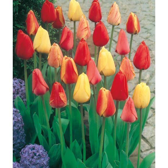 Offre fabre : melange tulipes darwin 40 bulbes