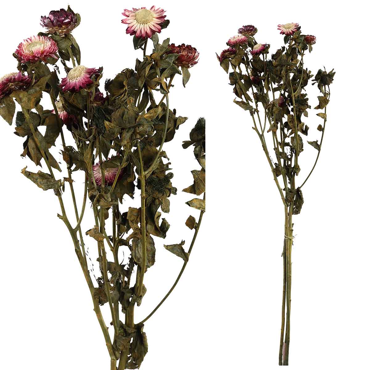 Fleurs de jardin fleurie séché ptmd - 35 x 15 x 65 cm - violet
