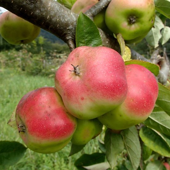 Pommier 'api etoile' pot de 7,5l/10l, gobelet