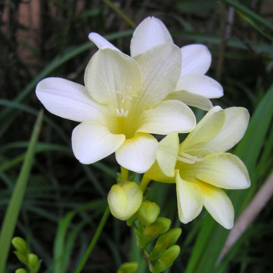 Bulbe de freesia simple blanc sachet de 10 bulbes