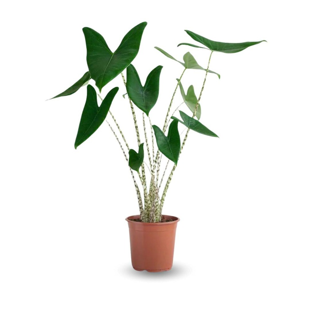 Alocasia zebrina - plante tigre - ↕ 60-70 cm - ⌀ 17 cm - plante d'intérieur